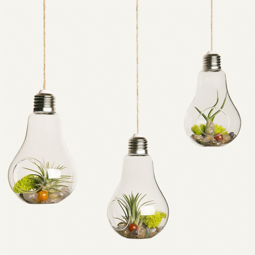 Mini terrario sospeso nel bulbo di una lampadina 