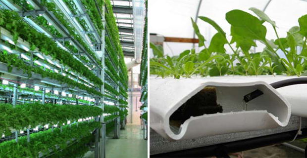 Il sistema di coltivazione idroponico