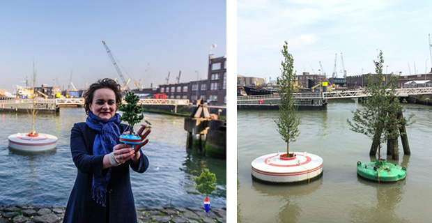  a sinistra l’assessore Alexandra van Huffelen durante il lancio del primo prototipo nel 2014. L’albero era spoglio. A destra i prototipi dopo il monitoraggio di 6 mesi: gli alberi si sono riempiti di foglie! Foto da Dobberendbos.nl