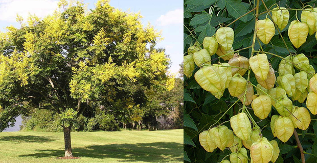 Koelreuteria e dettaglio dei suoi frutti ai quali deve il nome di albero delle lanterne cinesi