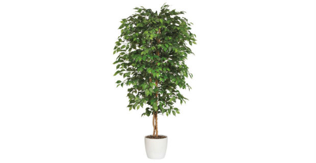 piante appartamento f