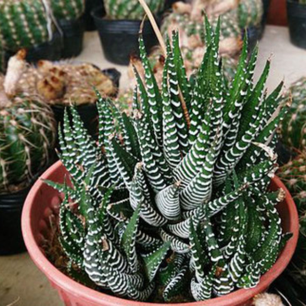  Haworthia Fasciata più comunemente noto come Cactus zebra.