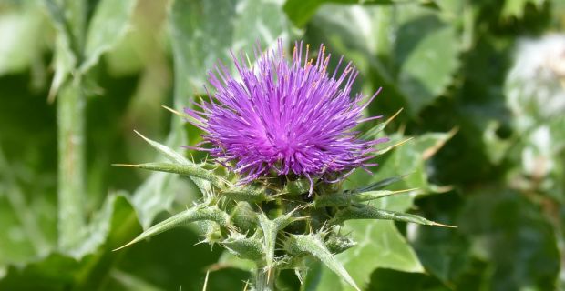 Nel progetto First2Run il cardo per produrre oli vegetali da convertire