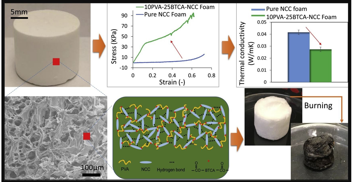  Struttura dell’innovativa schiuma a base di cellulosa (fonte:&nbsp;Washington State University).