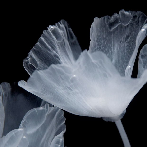 Caption: papaveri californiani (california poppy) dell'artista giapponese Luna Ikuta